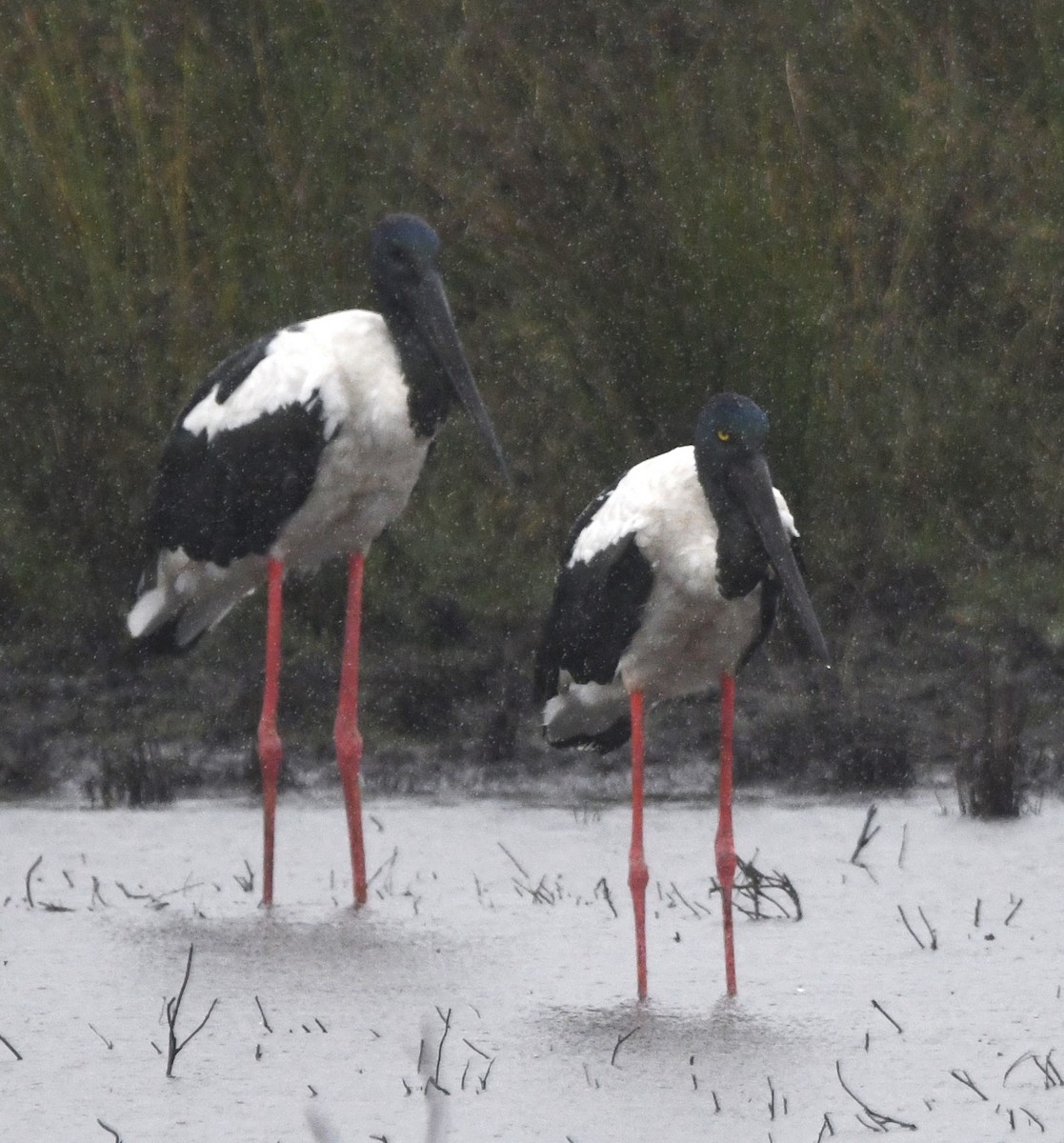 Black-necked Stork - ML628750708