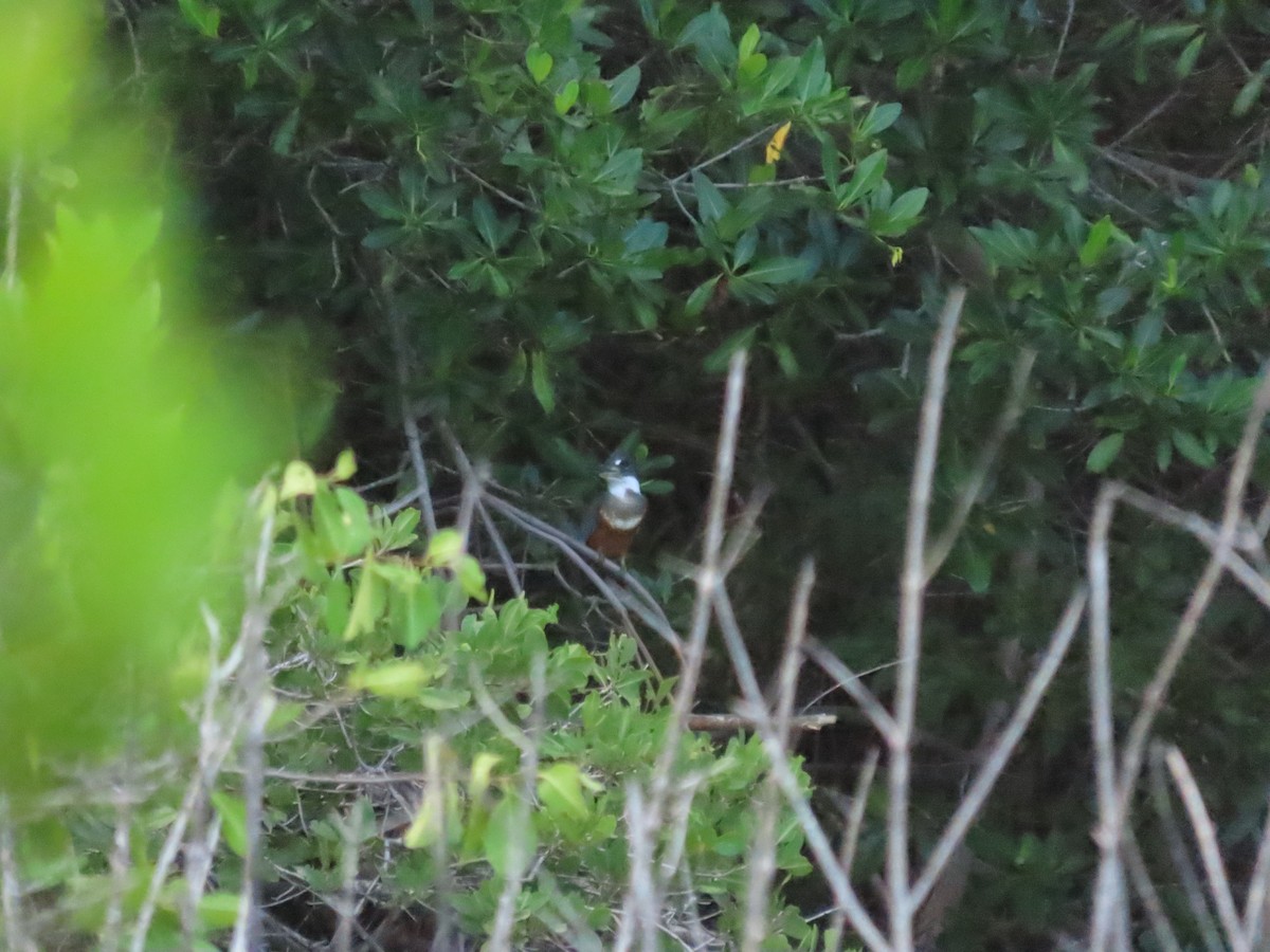 Ringed Kingfisher - ML628750715