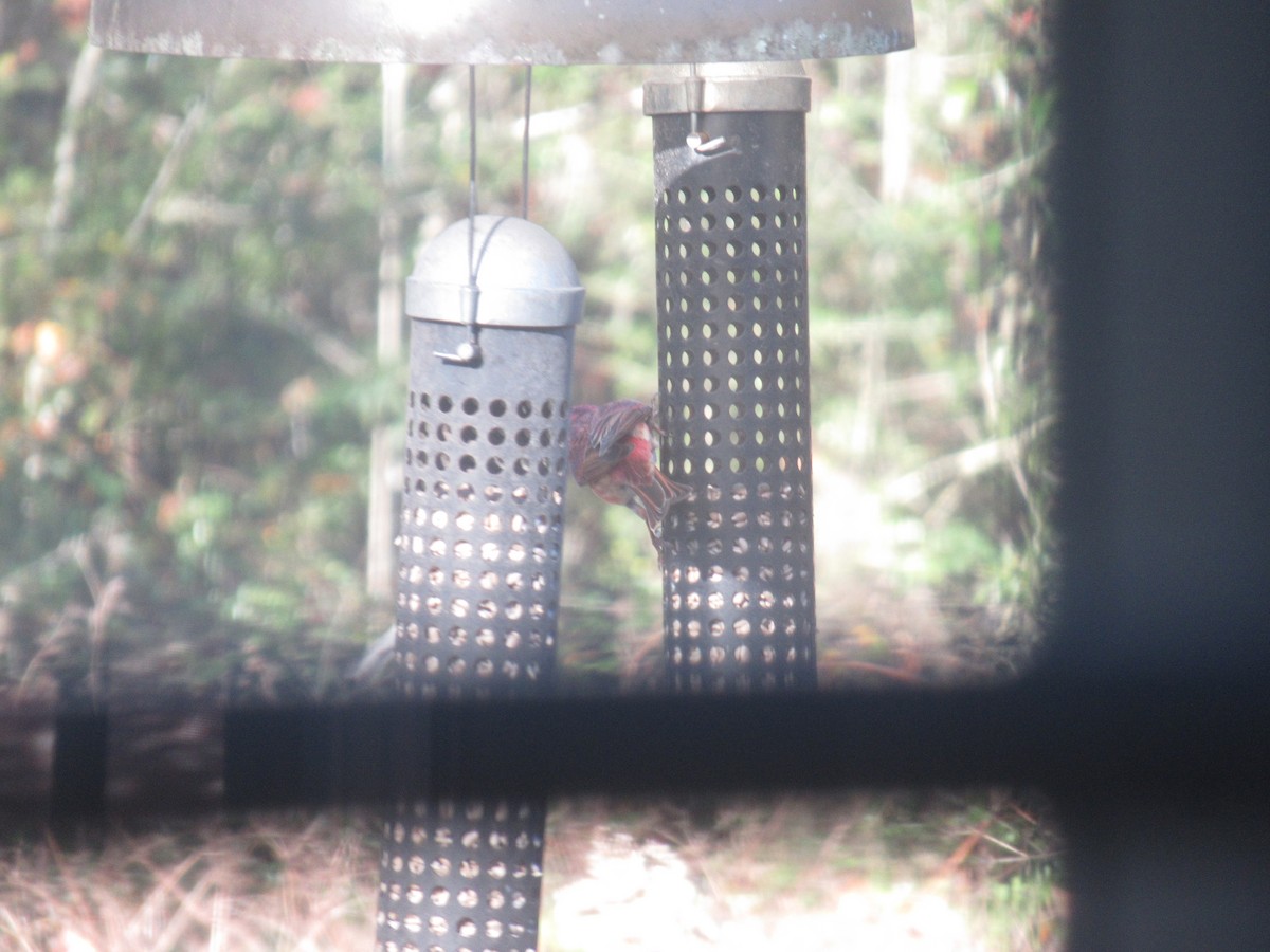 Purple Finch - ML628750921