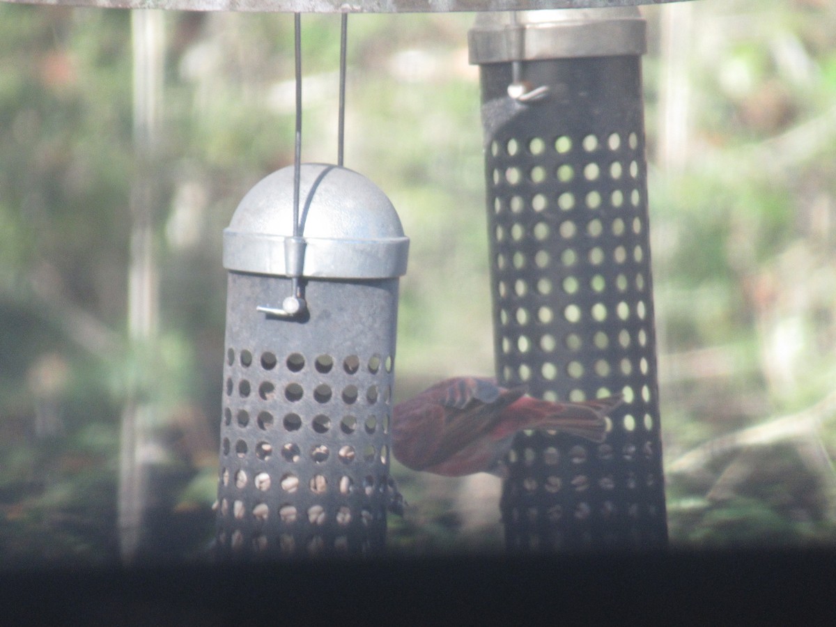Purple Finch - ML628750933