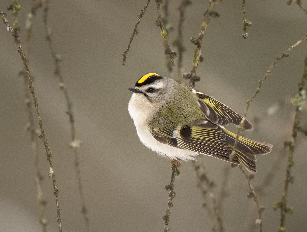 Golden-crowned Kinglet - ML628750984