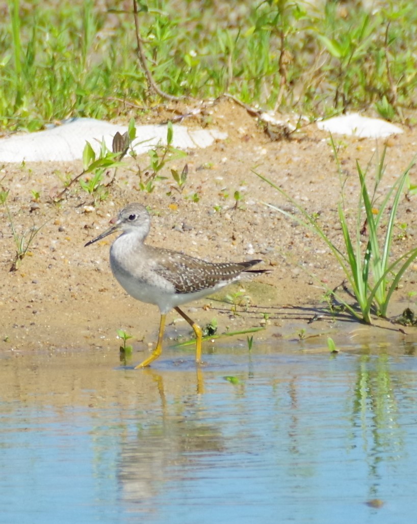 Lesser Yellowlegs - ML628751006