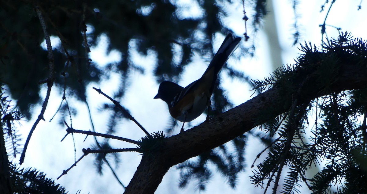 Spotted Towhee - ML628751113