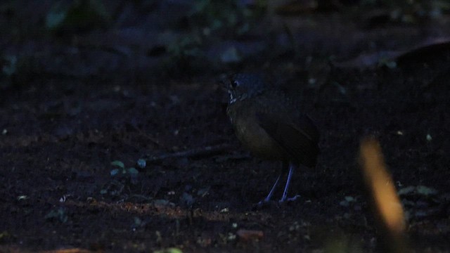 Scaled Antpitta - ML628751136