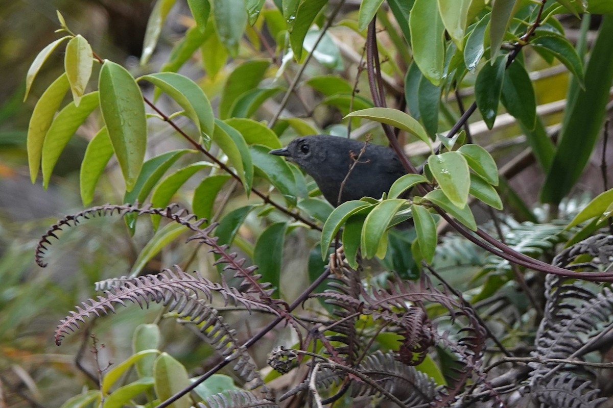 Rock Tapaculo - ML628751148