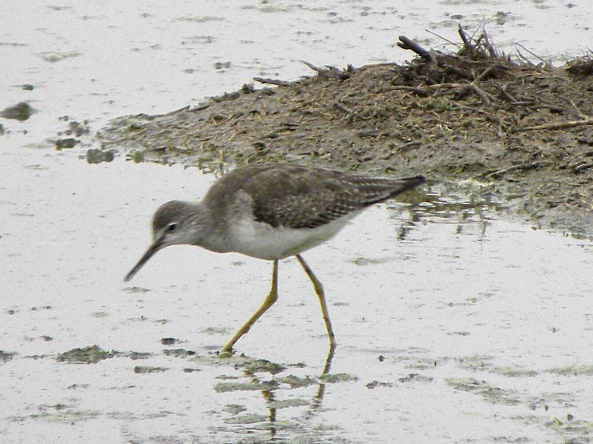 Lesser Yellowlegs - ML628751418