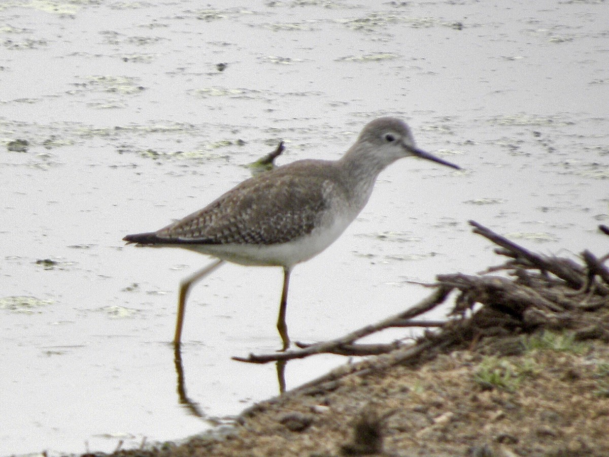 Lesser Yellowlegs - ML628751419