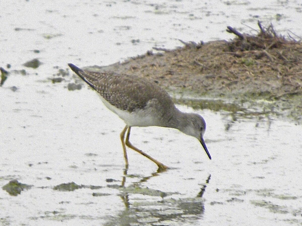 Lesser Yellowlegs - ML628751420