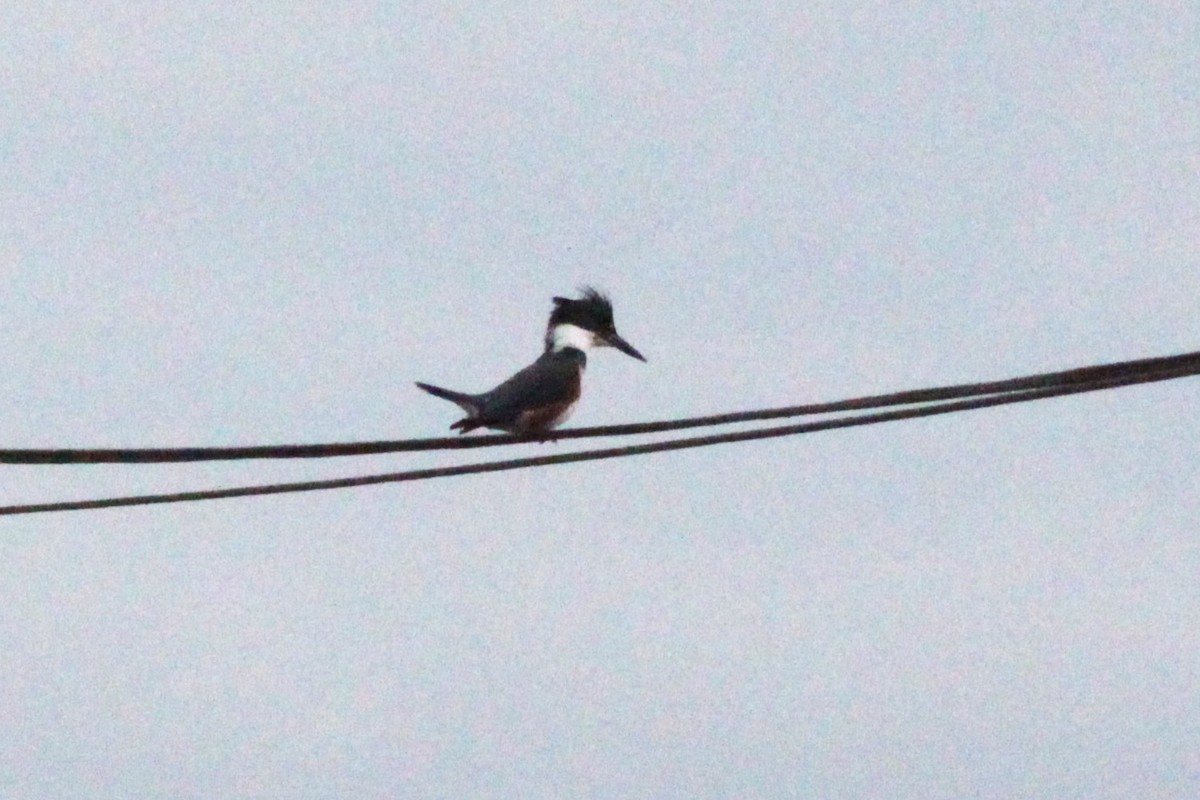 Ringed Kingfisher - ML628751658