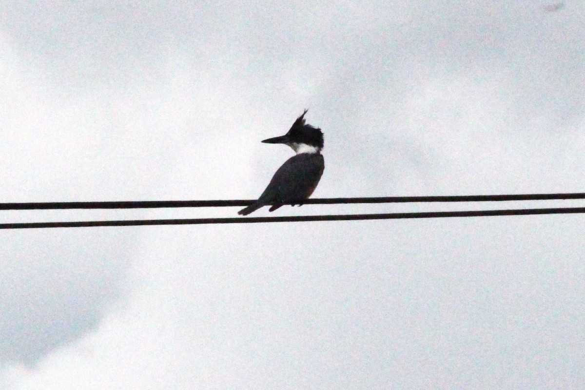 Ringed Kingfisher - ML628751659