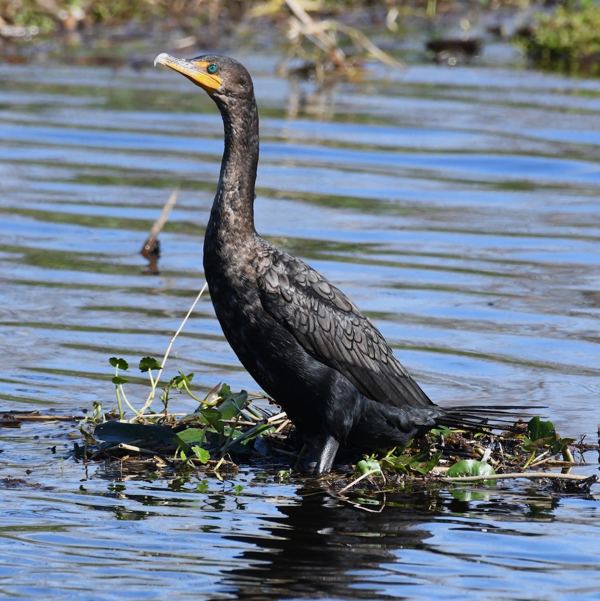 Cormorán Orejudo - ML628751759