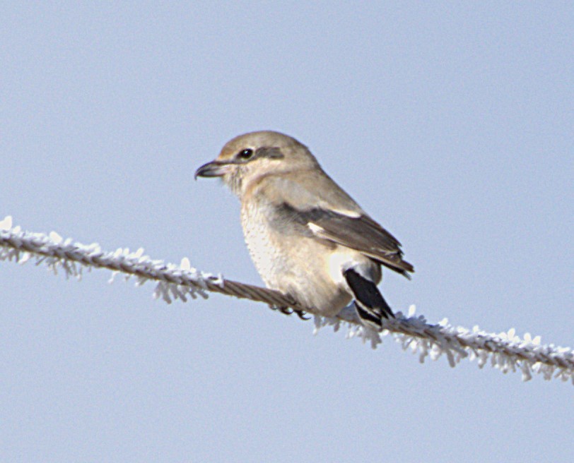 חנקן צפוני - ML628751847