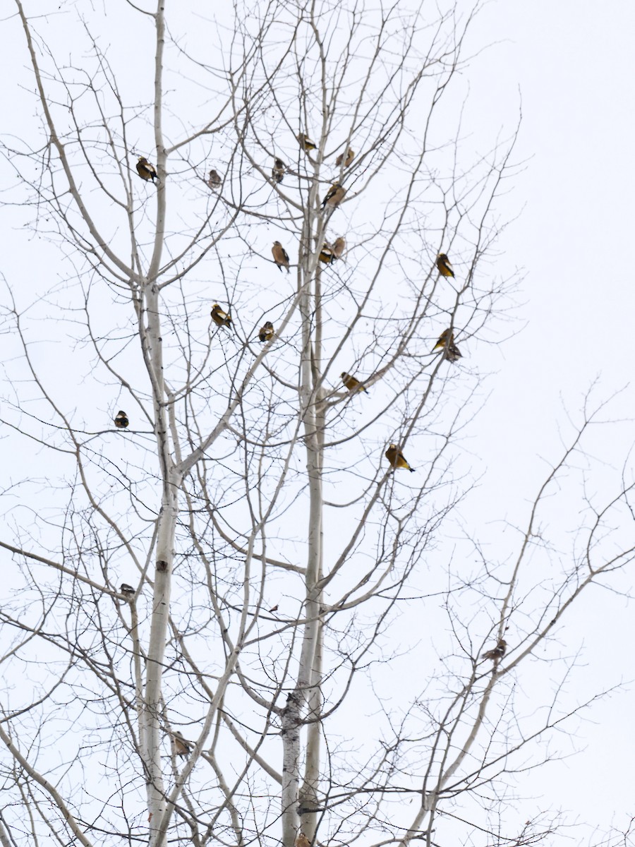 Evening Grosbeak - ML628751852