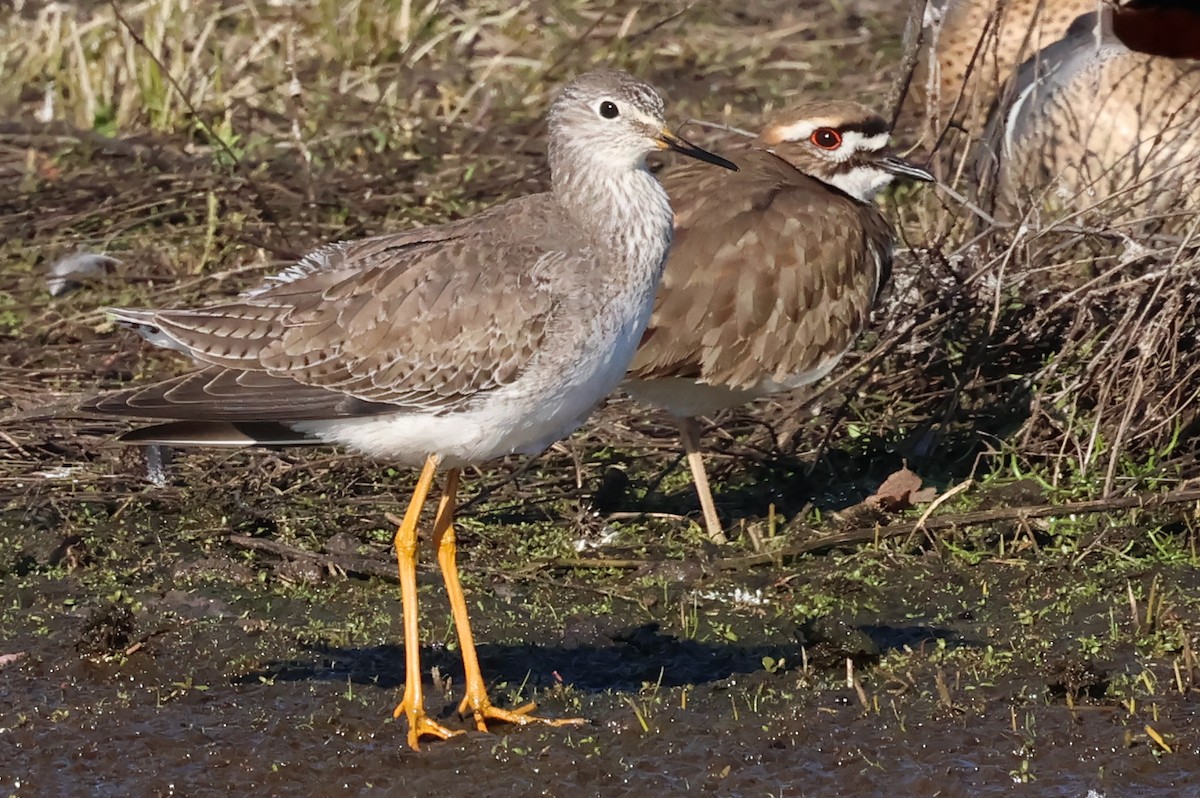 Lesser Yellowlegs - ML628751865