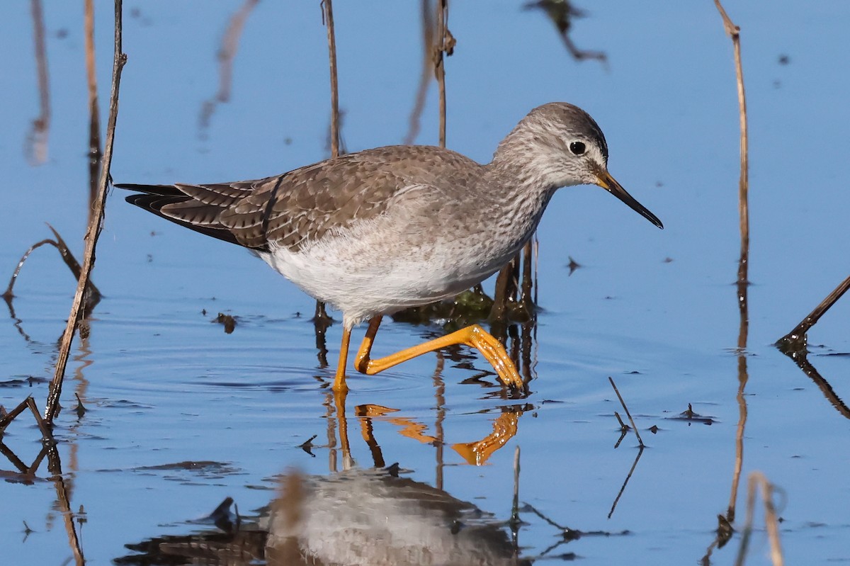 Lesser Yellowlegs - ML628751869