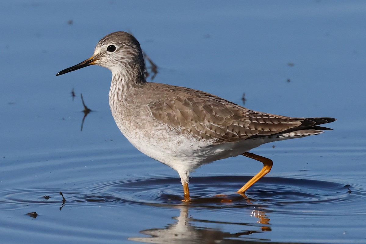 Lesser Yellowlegs - ML628751872