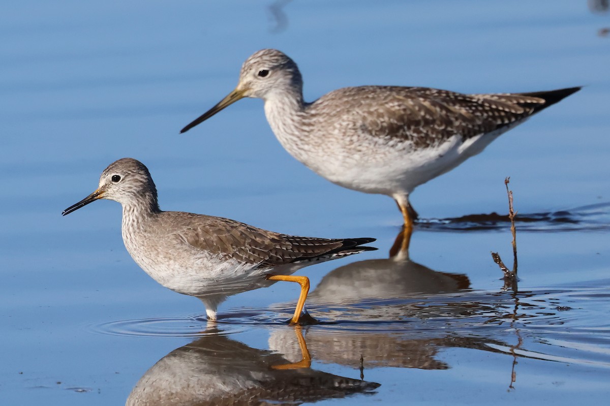 Lesser Yellowlegs - ML628751877