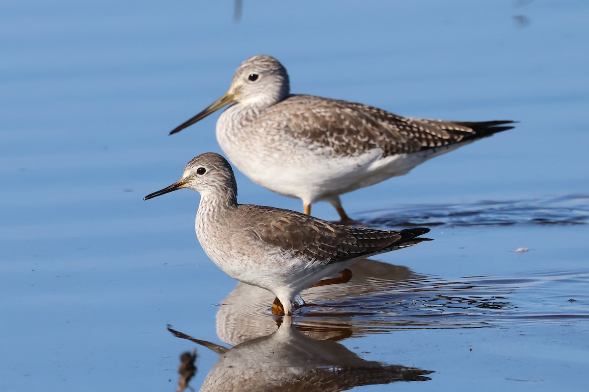 Lesser Yellowlegs - ML628751881