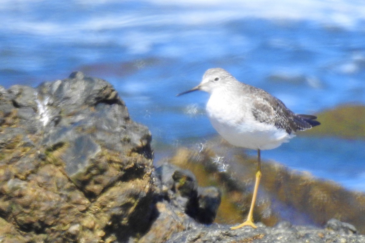 Lesser Yellowlegs - ML628751902