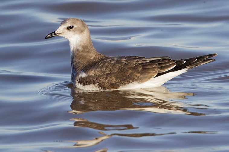 Mouette de Sabine - ML628751912