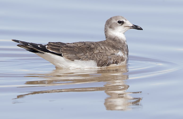 Mouette de Sabine - ML628751913