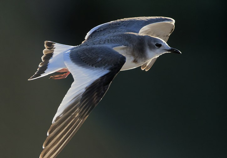 Mouette de Sabine - ML628751914