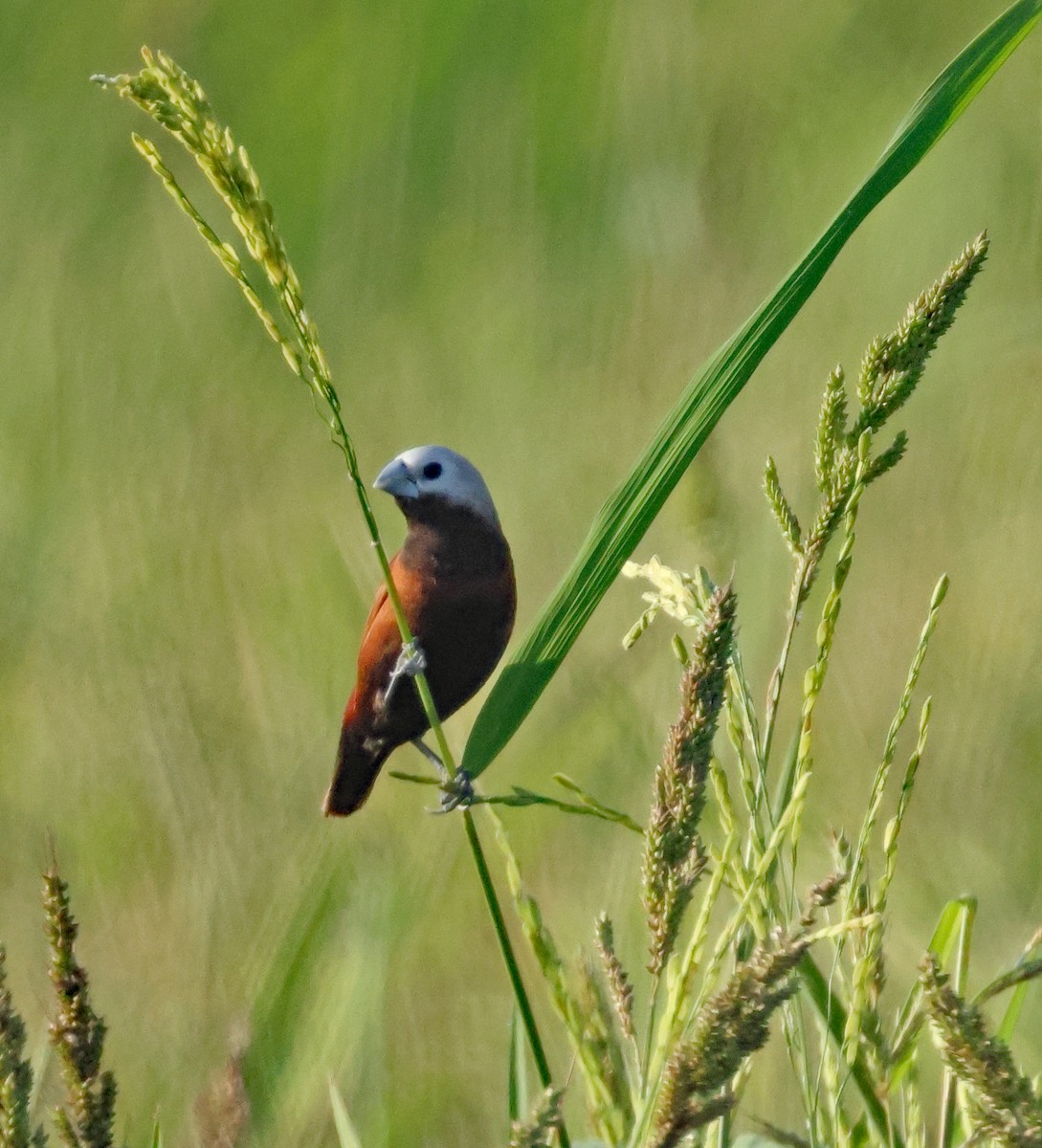 White-capped Munia - ML628751928