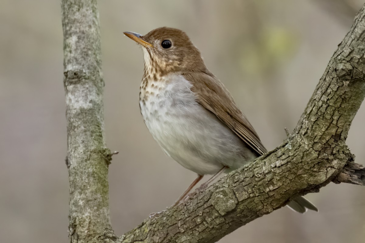 Veery - ML628752061