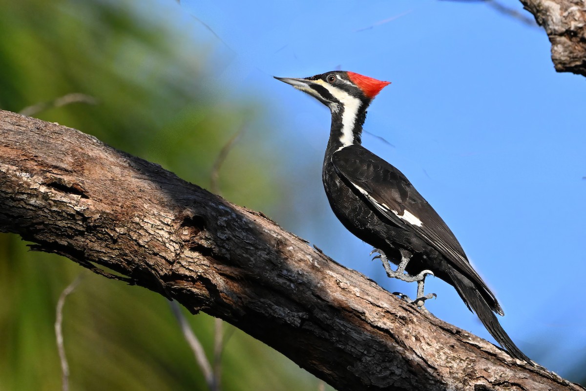 Pileated Woodpecker - ML628752237