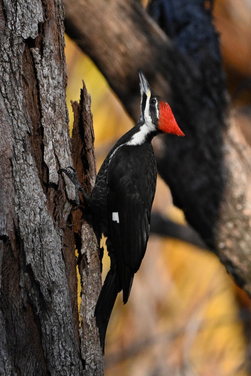 Pileated Woodpecker - ML628752238