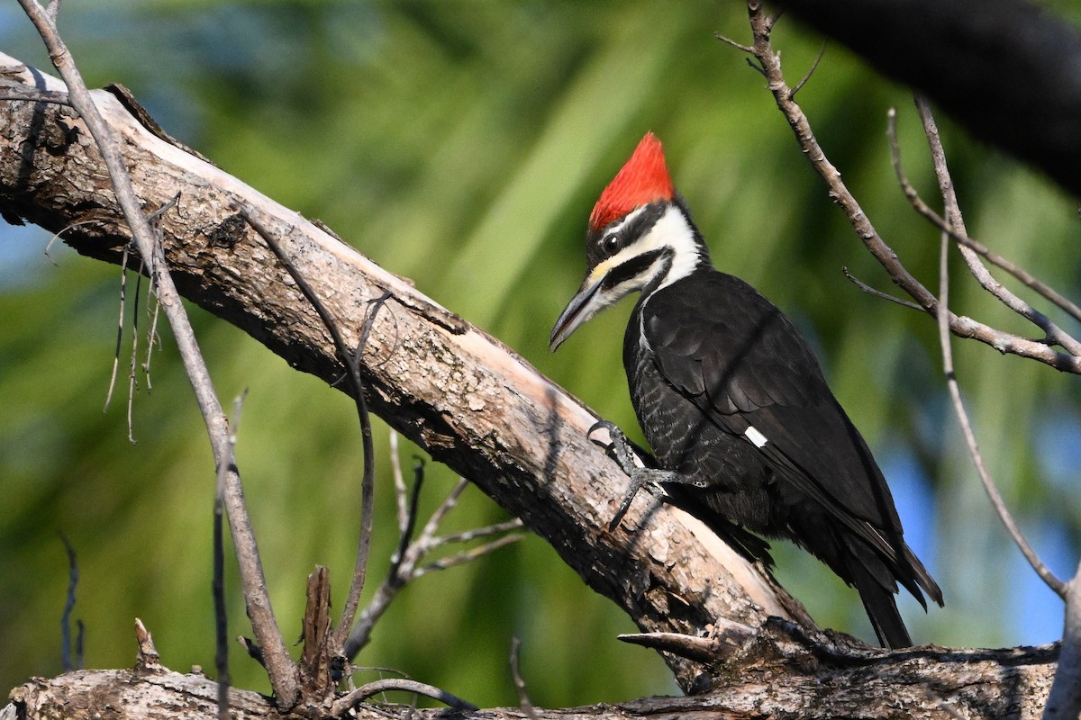 Pileated Woodpecker - ML628752250