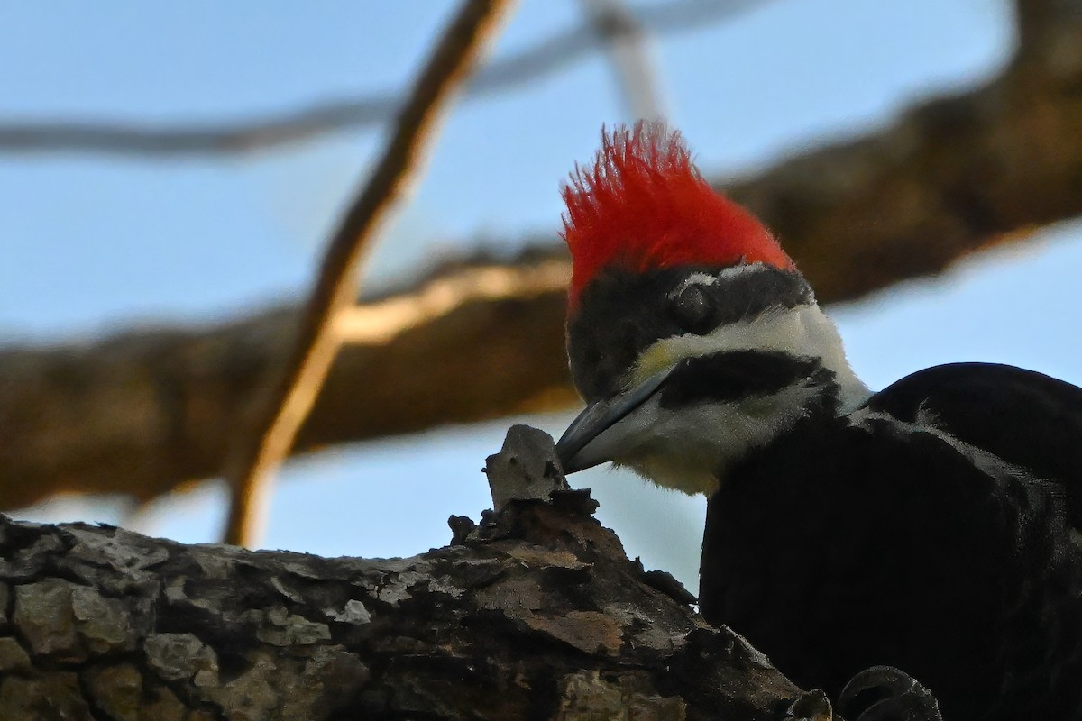 Pileated Woodpecker - ML628752256
