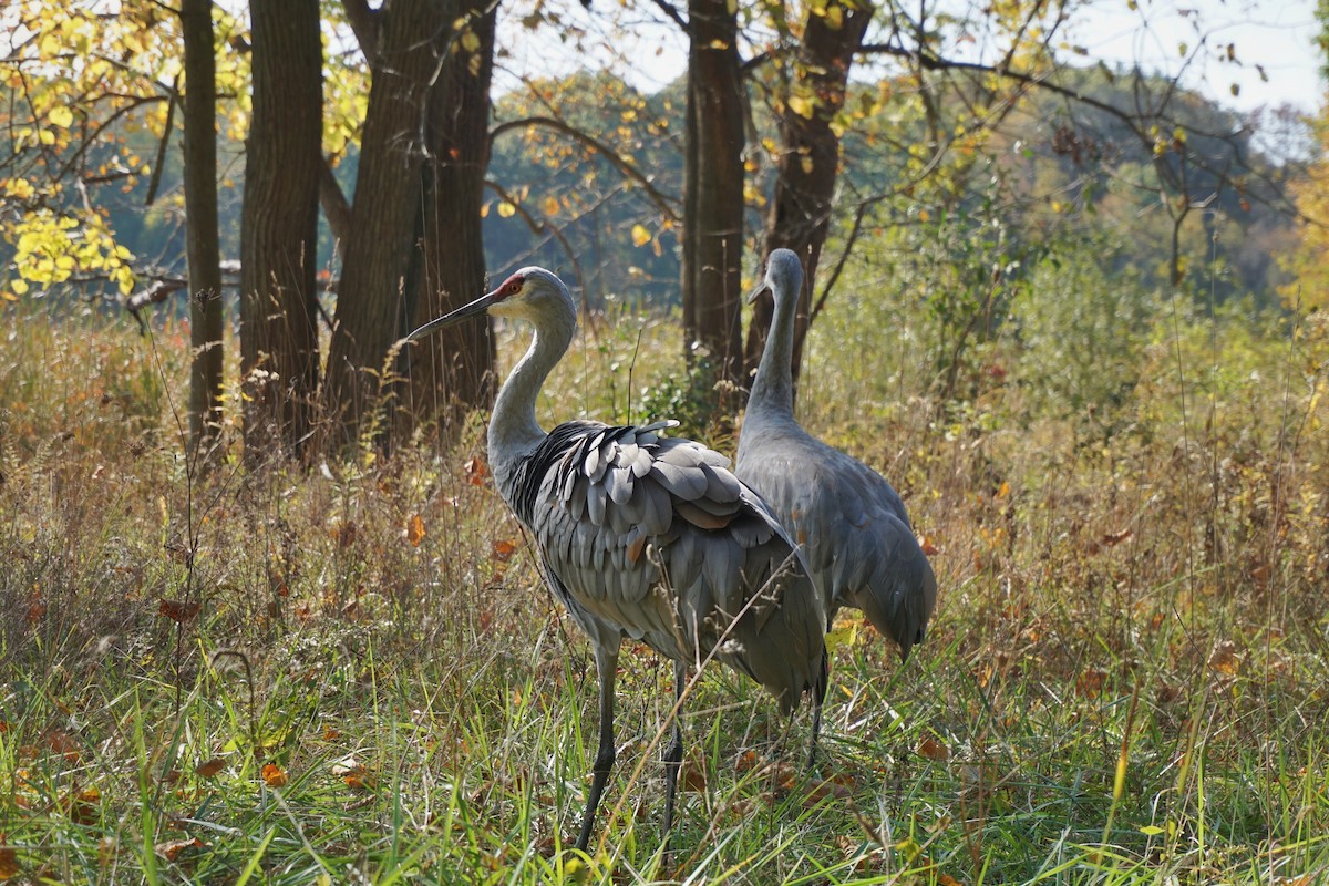 Sandhill Crane - ML628752291