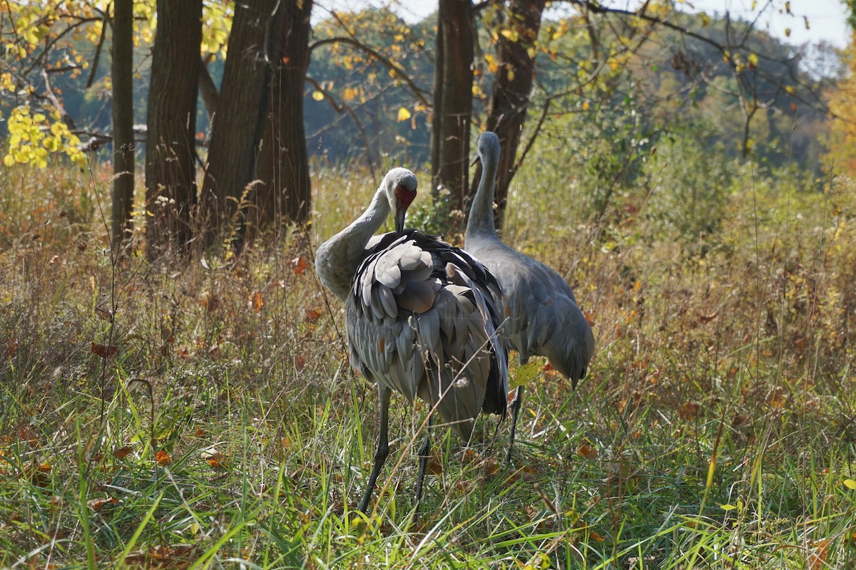 Sandhill Crane - ML628752292