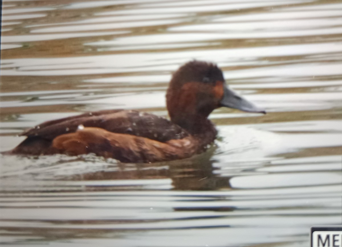 Ухаа шумбуур - ML628752414