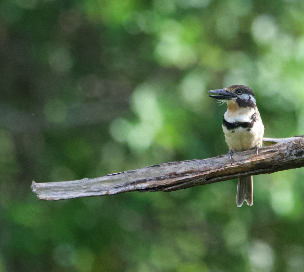 Russet-throated Puffbird - ML628752531