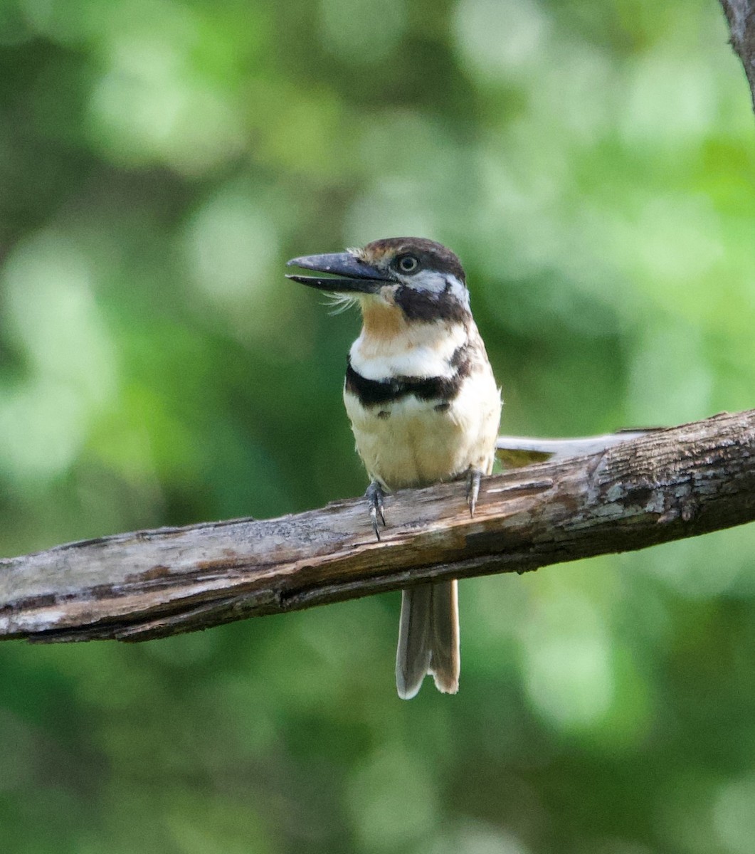 Russet-throated Puffbird - ML628752532