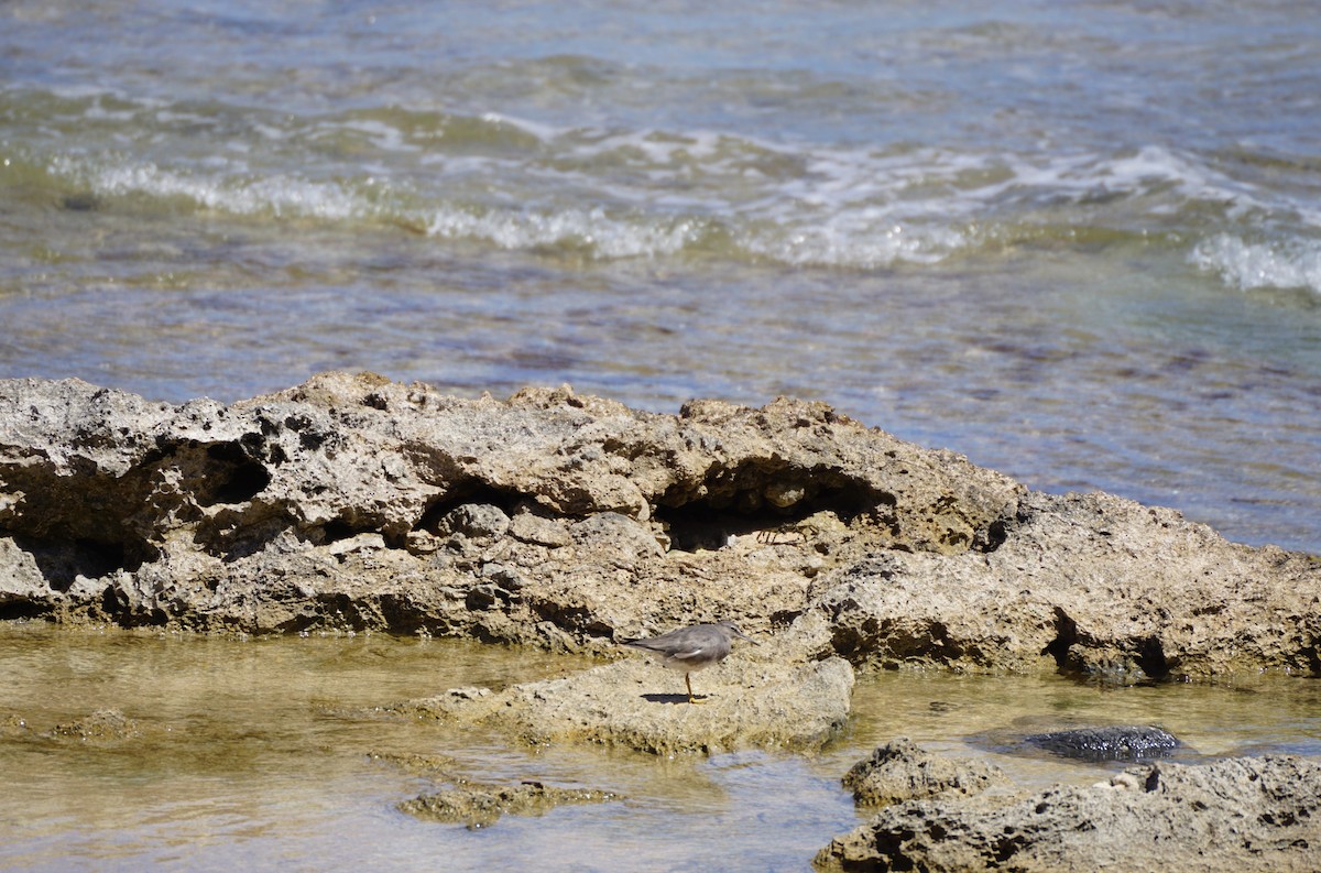 Wandering Tattler - ML628752820