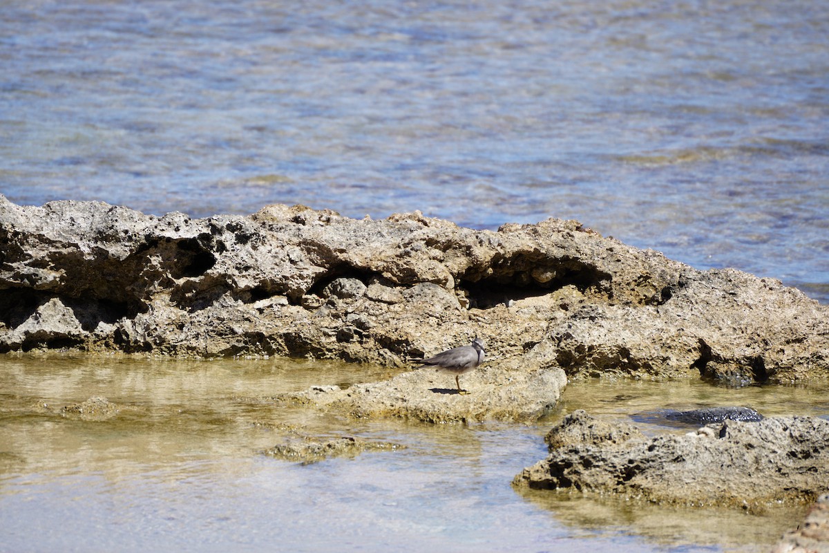 Wandering Tattler - ML628752821