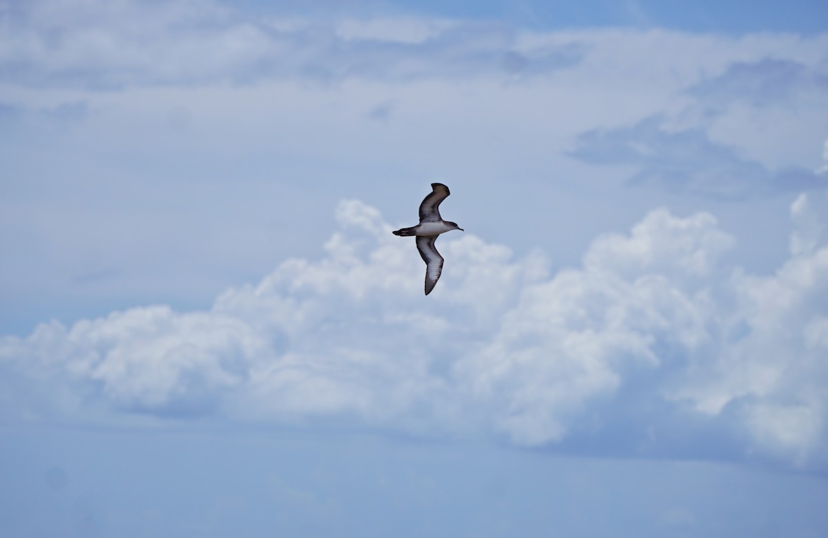 Wedge-tailed Shearwater - ML628752841