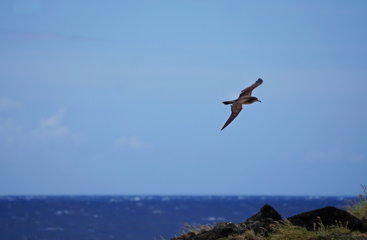 Wedge-tailed Shearwater - ML628752842