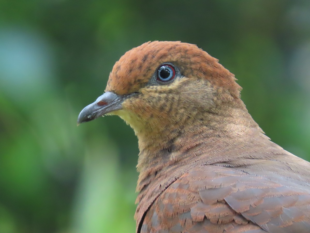 Brown Cuckoo-Dove - ML628752928