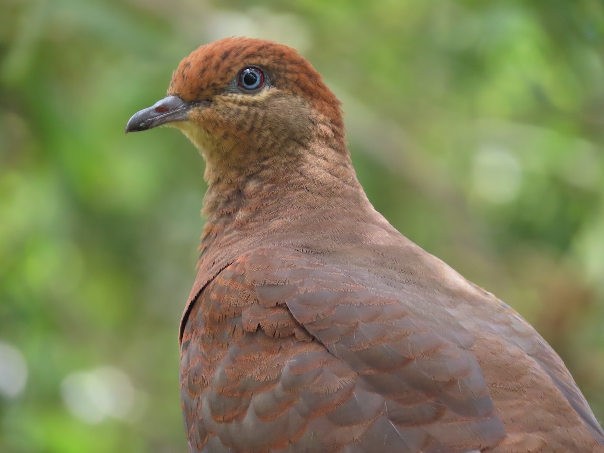 Brown Cuckoo-Dove - ML628752953