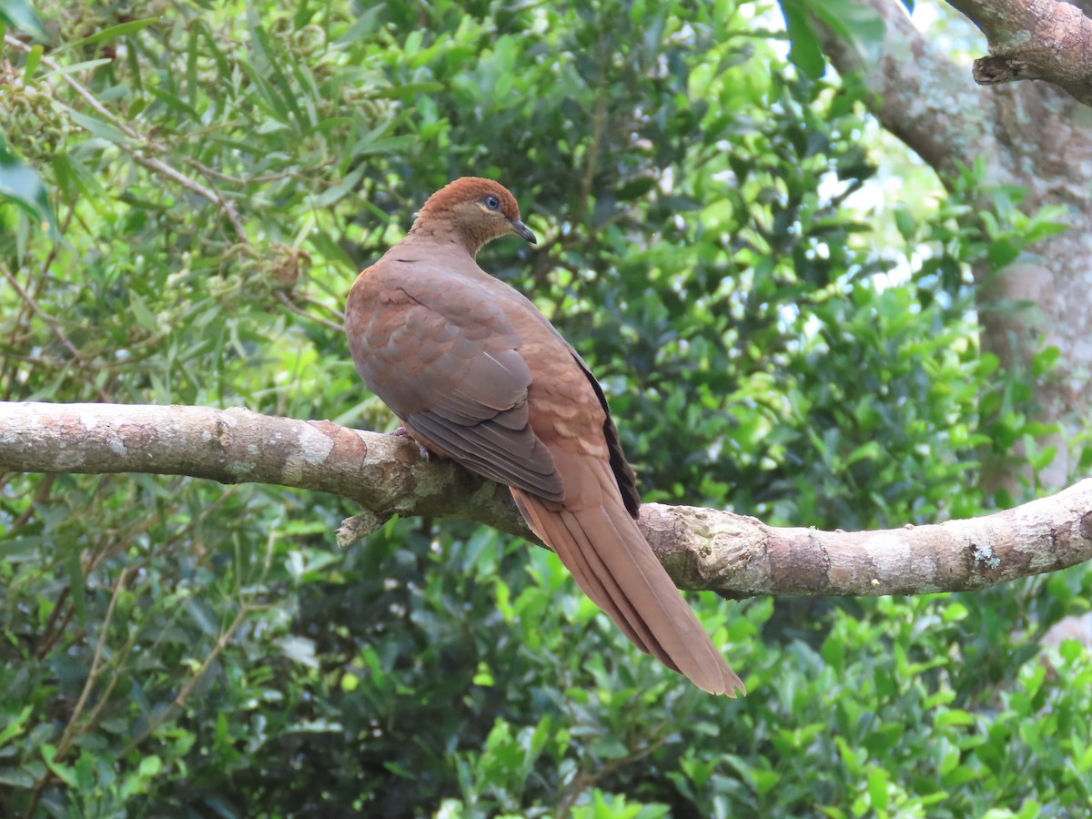 Brown Cuckoo-Dove - ML628752956