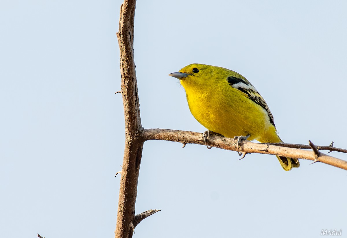 Common Iora - ML628753076
