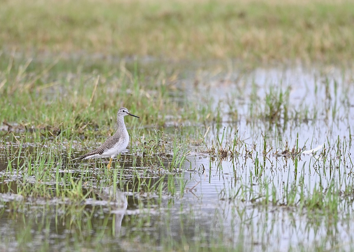 Lesser Yellowlegs - ML628753281