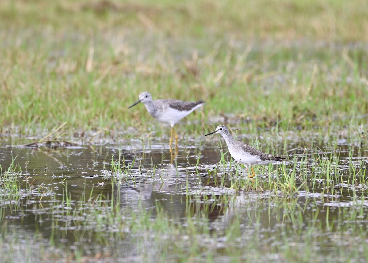 Lesser Yellowlegs - ML628753282