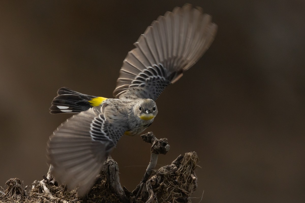 Yellow-rumped Warbler (Audubon's) - ML628753526