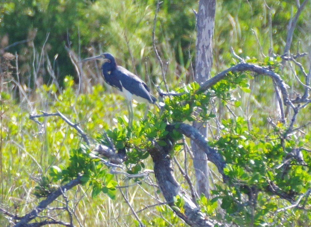 Tricolored Heron - ML628753591