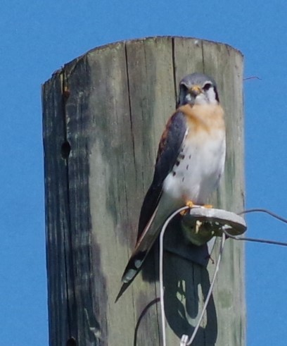 American Kestrel - ML628753647